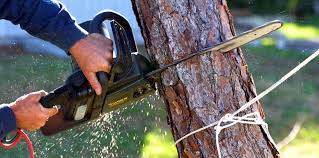 Best Grass Overseeding  in Sultana, CA