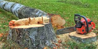Best Leaf Removal  in Sultana, CA