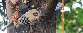 How Our Tree Care Process Works  in  Sultana, CA