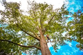 Best Tree Removal  in Sultana, CA