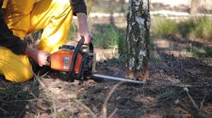 Best Stump Grinding and Removal  in Sultana, CA
