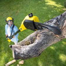 Best Tree and Shrub Care  in Sultana, CA