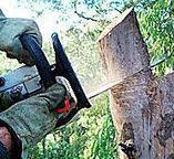 Best Tree Disease Treatment  in Sultana, CA