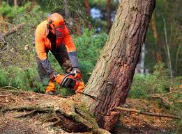 Trusted Sultana, CA Tree Care Experts