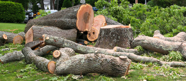 How Our Tree Care Process Works  in  Sultana, CA