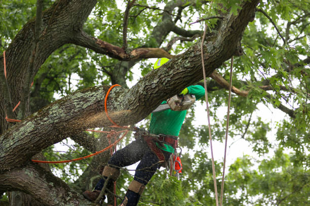 Best Tree Cabling and Bracing  in Sultana, CA
