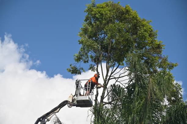 Best Firewood Processing and Delivery  in Sultana, CA