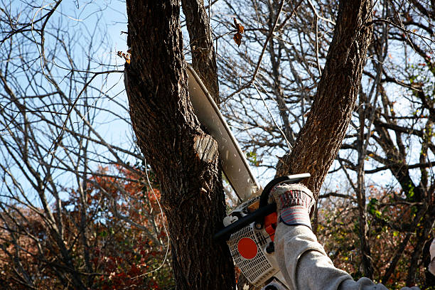 Pest Control for Lawns in Sultana, CA
