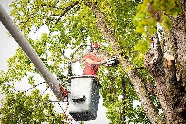 Best Tree Disease Treatment  in Sultana, CA