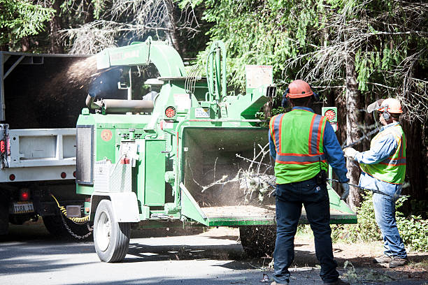 Best Tree Risk Assessment  in Sultana, CA