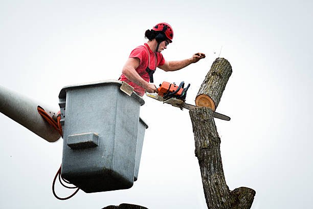 Best Tree and Shrub Care  in Sultana, CA