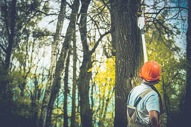 Best Tree Maintenance Programs  in Sultana, CA