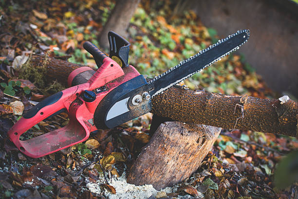 Trusted Sultana, CA Tree Care Experts