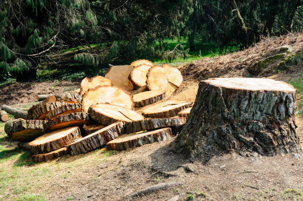 Best Tree Cabling and Bracing  in Sultana, CA